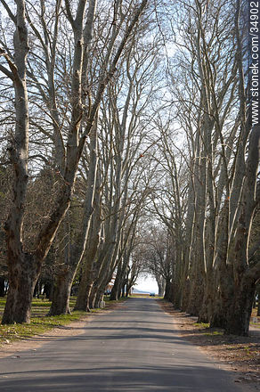 Plane trees in Winter. - Department of Colonia - URUGUAY. Foto No. 34902