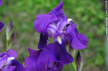 Violet iris barbata - Flora - MORE IMAGES. Photo #35069