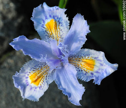 Iris - Flora - MORE IMAGES. Photo #35062