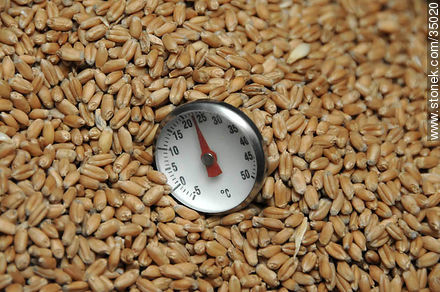 Temperatura de los granos de trigo para controles - Departamento de Río Negro - URUGUAY. Foto No. 35020
