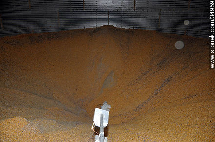 Granos de maíz en un silo - Departamento de Río Negro - URUGUAY. Foto No. 34959