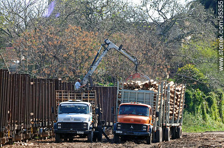 Carga de camiones con troncos para la planta de UPM (Botnia) - Departamento de Río Negro - URUGUAY. Foto No. 35355