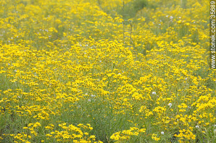 Yellow flowers field - Flora - MORE IMAGES. Photo #35689