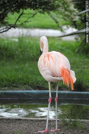 Chilean Flamingo in Durazno zoo. - Durazno - URUGUAY. Photo #35830