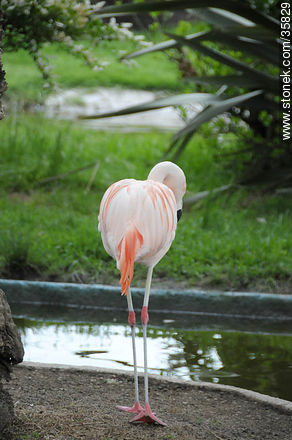 Chilean Flamingo in Durazno zoo. - Durazno - URUGUAY. Photo #35829
