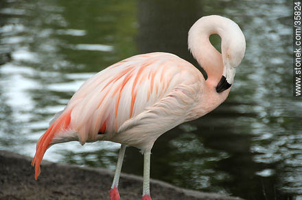 Chilean Flamingo in Durazno zoo. - Fauna - MORE IMAGES. Photo #35824