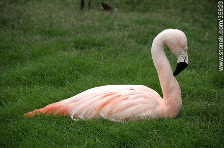 Chilean Flamingo in Durazno zoo. - Durazno - URUGUAY. Photo #35823