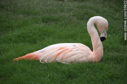 Chilean Flamingo in Durazno zoo. - Fauna - MORE IMAGES. Photo #35822