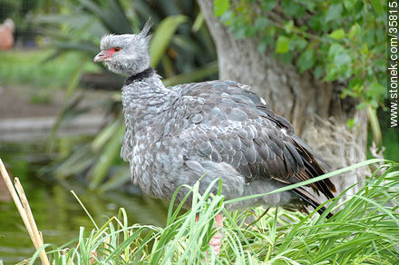 Southern Screamer in Durazno zoo. - Fauna - MORE IMAGES. Photo #35815