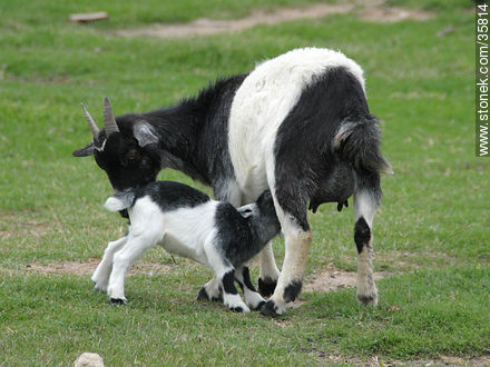 Cabrito mamón. Zoológico de Durazno. - Departamento de Durazno - URUGUAY. Foto No. 35814