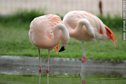 Chilean Flamingo in Durazno zoo. - Durazno - URUGUAY. Photo #35803