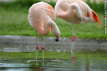 Chilean Flamingo in Durazno zoo. - Fauna - MORE IMAGES. Photo #35802