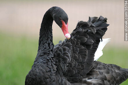 Black swan in Durazno zoo. - Durazno - URUGUAY. Photo #35784