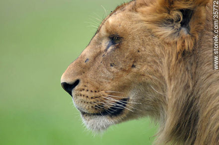 Joven león macho. Zoológico de Durazno. - Fauna - IMÁGENES VARIAS. Foto No. 35772