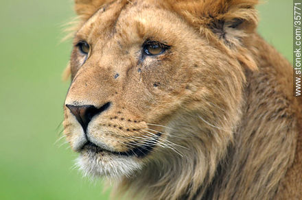 Joven león macho. Zoológico de Durazno. - Departamento de Durazno - URUGUAY. Foto No. 35771
