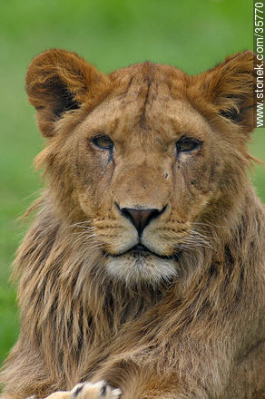 Joven león macho. Zoológico de Durazno. - Departamento de Durazno - URUGUAY. Foto No. 35770