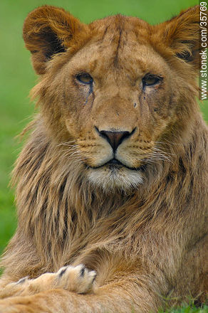Joven león macho. Zoológico de Durazno. - Fauna - IMÁGENES VARIAS. Foto No. 35769