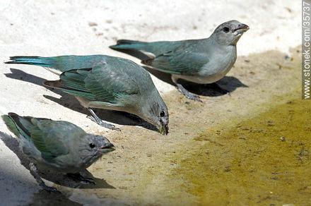 Celestón o celestino. Zoológico de Durazno. - Fauna - IMÁGENES VARIAS. Foto No. 35737
