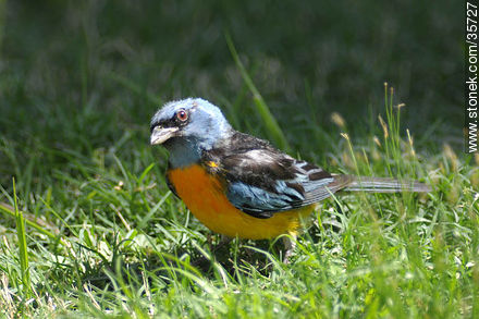 Naranjero o sietecolores. Zoológico de Durazno. - Fauna - IMÁGENES VARIAS. Foto No. 35727