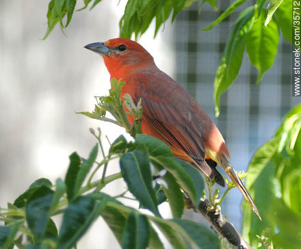 Male hepatic tanager. Durazno zoo. - Fauna - MORE IMAGES. Photo #35712