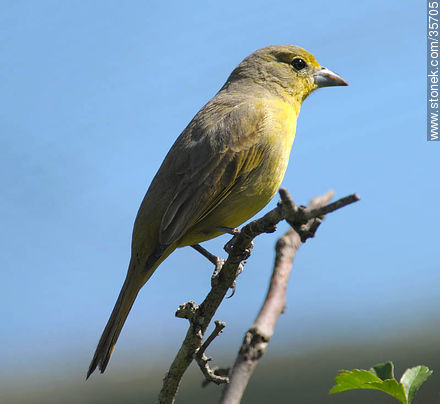 Tangara roja o fueguero común hembra. Zoológico de Durazno. - Fauna - IMÁGENES VARIAS. Foto No. 35705