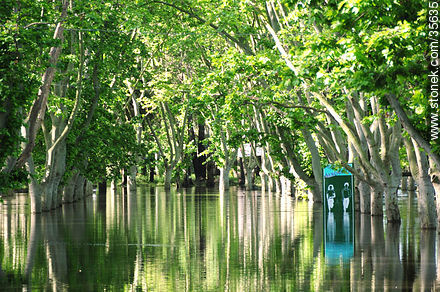 Overflowed Yi river - Durazno - URUGUAY. Photo #35635