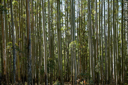 Eucalyptus wood. - Tacuarembo - URUGUAY. Photo #35947