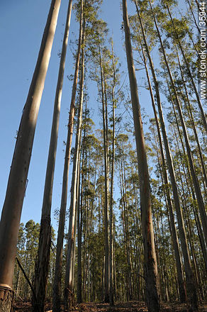 Eucalyptus wood. - Tacuarembo - URUGUAY. Photo #35944