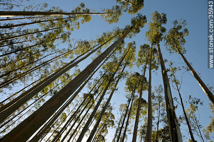 Eucalyptus wood. - Tacuarembo - URUGUAY. Photo #35943