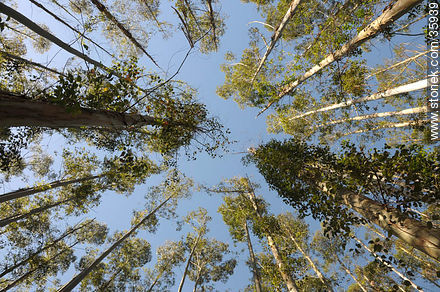 Eucalyptus wood. -  - MORE IMAGES. Photo #35939