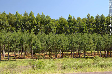 Eucaliptus wood - Department of Rivera - URUGUAY. Photo #35992