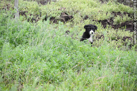 Curious dog - Artigas - URUGUAY. Foto No. 36181