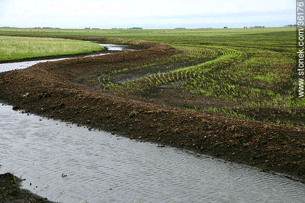 Ricefields in Artigas department - Artigas - URUGUAY. Photo #36176