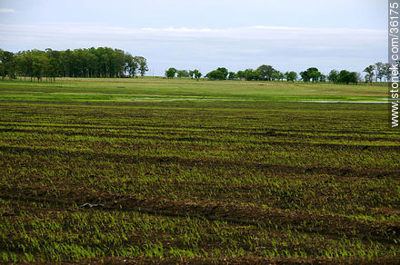 Ricefields in Artigas department - Artigas - URUGUAY. Foto No. 36175