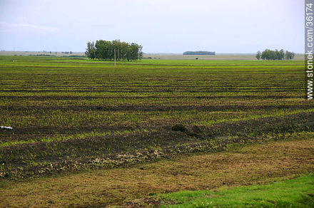 Ricefields in Artigas department - Artigas - URUGUAY. Photo #36174