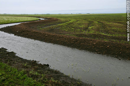 Ricefields in Artigas department - Artigas - URUGUAY. Photo #36173