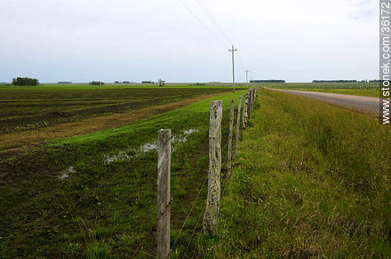 Ricefields in Artigas department - Artigas - URUGUAY. Foto No. 36172