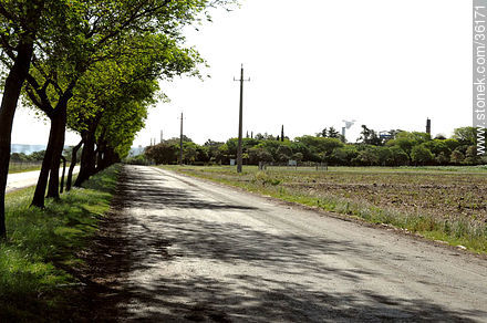 Access road to ALUR's plant - Artigas - URUGUAY. Foto No. 36171