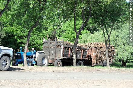 Planta industrial de ALUR. Tractor con zorra con caña de azúcar para su procesamiento. - Departamento de Artigas - URUGUAY. Foto No. 36166
