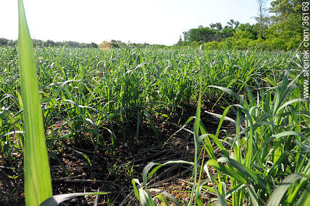 Plantación de caña de azúcar. - Departamento de Artigas - URUGUAY. Foto No. 36163