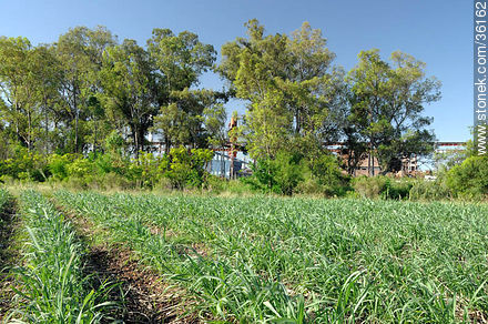 Sugar cane plantation - Artigas - URUGUAY. Foto No. 36162