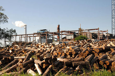Firewood for ALUR's plant - Artigas - URUGUAY. Photo #36152