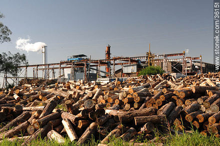 Firewood for ALUR's plant - Artigas - URUGUAY. Photo #36151