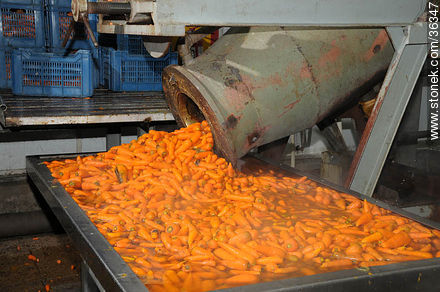 Proceso de la zanahoria en Calagua - Departamento de Artigas - URUGUAY. Foto No. 36347