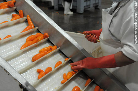 Proceso de la zanahoria en Calagua - Departamento de Artigas - URUGUAY. Foto No. 36346