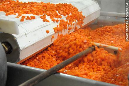 Proceso de la zanahoria en Calagua - Departamento de Artigas - URUGUAY. Foto No. 36343