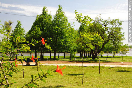 Parque Rivera a orillas del río Uruguay. - Departamento de Artigas - URUGUAY. Foto No. 36319