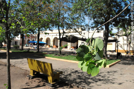 Ginkgo biloba en la plaza 25 de Agosto - Departamento de Artigas - URUGUAY. Foto No. 36309