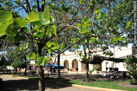 Ginkgo biloba en la plaza 25 de Agosto - Departamento de Artigas - URUGUAY. Foto No. 36308