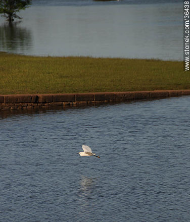 Snowy egret. Uruguay River coast.  - Fauna - MORE IMAGES. Photo #36438